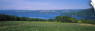 High angle view of a vineyard near a lake, Keuka Lake, Finger Lakes, New York State