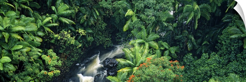 High angle view of a waterfall in a rainforest, Hamakua Coast, Hawaii