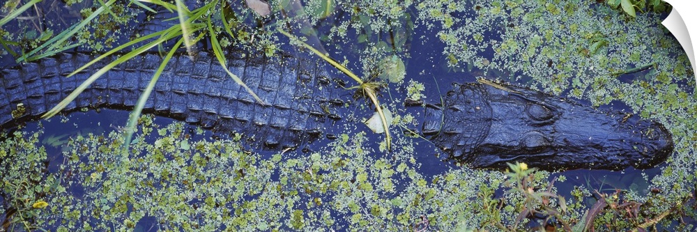 High angle view of an alligator swimming in a river, Florida