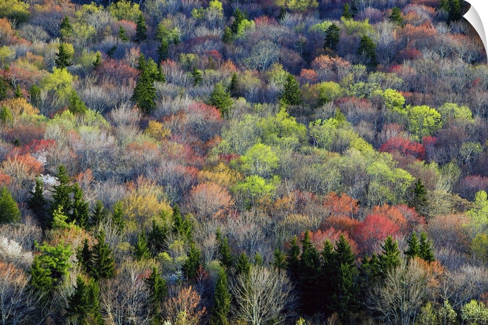 Large photo on canvas of trees with fall foliage sprinkled throughout the Appalachian mountains.
