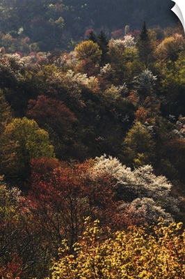 High angle view of Appalachian hardwood forest with serviceberry trees (Amelanchier arborea) in bloom, Blue Ridge Parkway, North Carolina