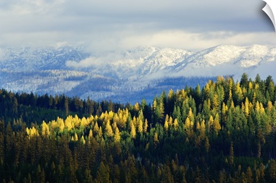 High angle view of autumn color larch trees in pine tree forest, snowcapped Whitefish Mountain Range, Montana