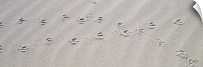 High angle view of bird footprints on the sand, Australia