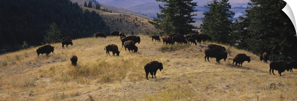 High angle view of bisons grazing, National Bison Range, Moiese, Montana