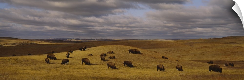 Panoramic shot taken of a herd of buffaloes feeding on an open field with hills going back into the distance.