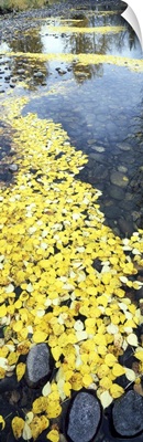 High angle view of fallen leaves floating on water, Cottonwood Creek, Grand Teton National Park, Wyoming