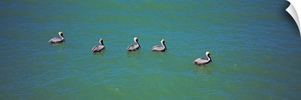 High angle view of five pelicans in water, Gulf Of Mexico, Florida