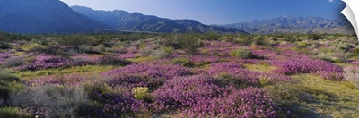 High angle view of flowers on a landscape, Anza Borrego Desert State Park, California