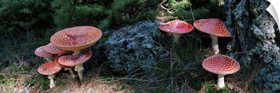 High angle view of Fly Agaric mushrooms, French Riviera, France