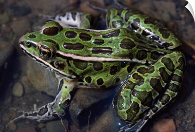High angle view of northern leopard frog (Rana pipiens) in shallow water, New York
