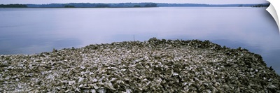 High angle view of oyster shells at the seaside, Bluffton, South Carolina