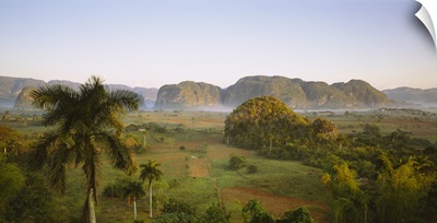 High angle view of palm trees on a landscape, Vinales, Cuba