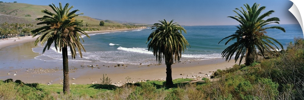 High angle view of palm trees on the beach, Refugio State Beach, California
