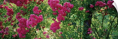 High angle view of pink roses on a trellis, Elizabeth Park, Hartford, CT
