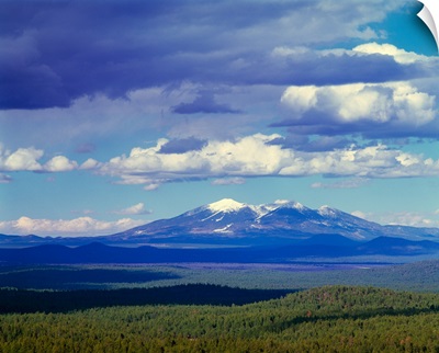 High angle view of ponderosa pine tree forest and San Francisco Mountains, Kaibab National Forest, Arizona