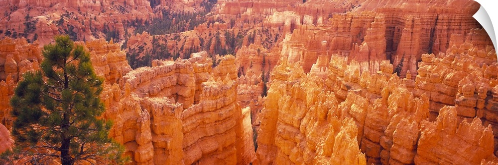 Panoramic image from above of Bryce Canyon park at the  spires of red and orange rocks sticking up from the ground with pi...