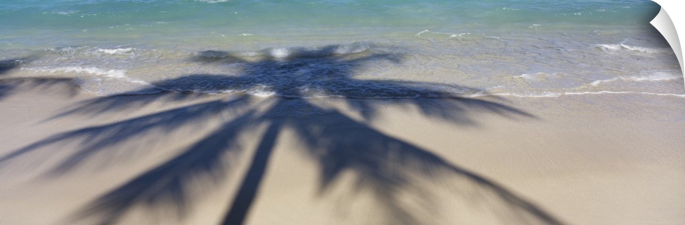 Panoramic photograph of palm tree silhouette on shoreline.