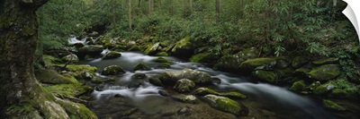 High angle view of stream flowing through a forest, Great Smoky Mountains National Park, Tennessee