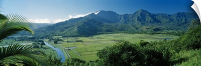 High angle view of taro fields, Hanalei Valley, Kauai, Hawaii