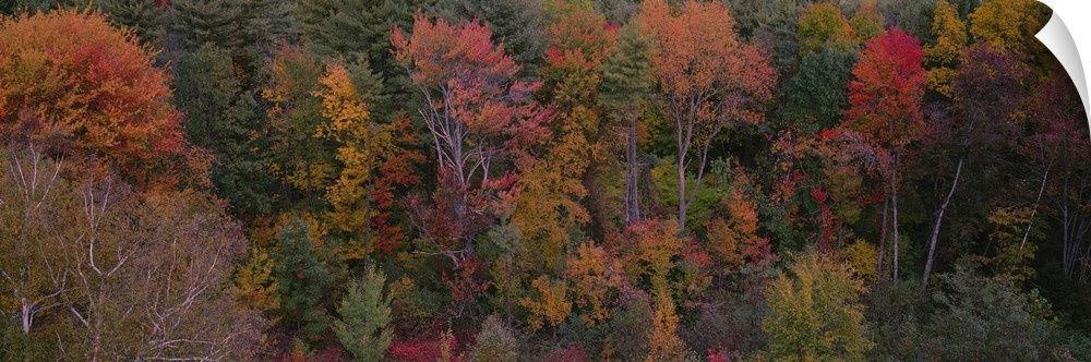 High angle view of trees in a forest, Mohawk Trail, Massachusetts