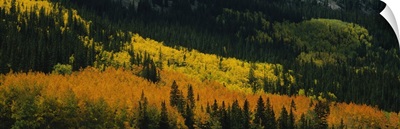 High angle view of trees in autumn, Colorado