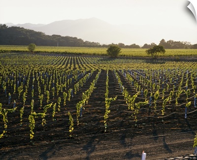 High angle view of vineyards, Napa Valley, Mayacamas Range, California
