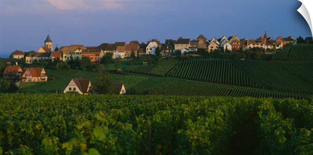 High angle view of vineyards, Zellenberg, Alsace, France