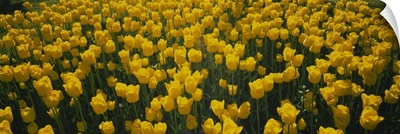 High angle view of yellow tulips in a field, Holland, Michigan