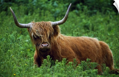 Highland cow in meadow, Scottish Highlands, Scotland.