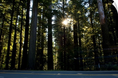 Highway passing through a redwood forest, US Route 101, Del Norte Coast Redwoods State Park, Del Norte County, California,