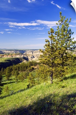 Hillside pine trees, distant bluffs of Missouri Breaks, Upper Missouri River Breaks National Monument, Montana