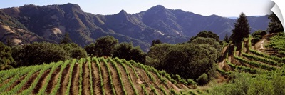 Hilltop vineyard, Rockpile, Sonoma, California