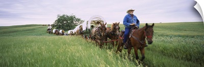 Historical reenactment of covered wagons in a field, North Dakota