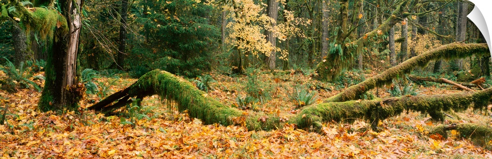 Hoh Rain forest Olympic National Park WA