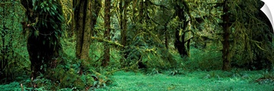 Hoh Rain Forest WA