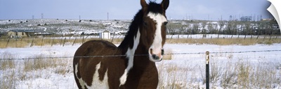 Horse at fence in snow Taos New Mexico