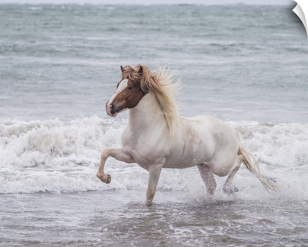 Horse running on coastline, Iceland