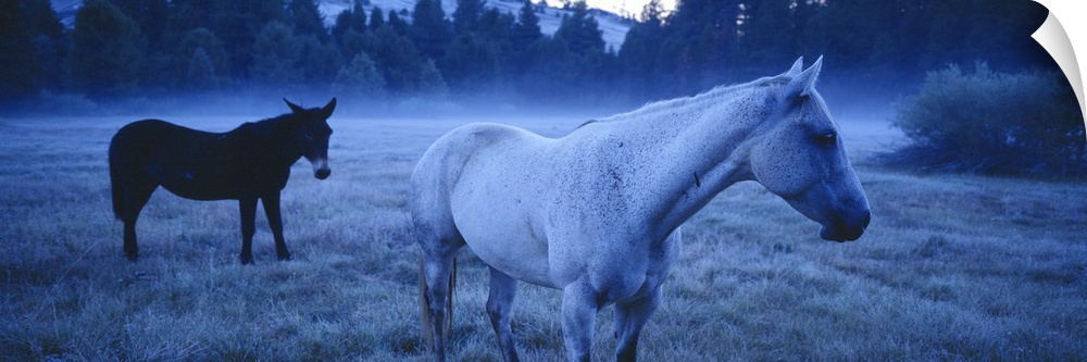 Oversized, landscape photograph of a horse and a donkey standing in a lightly foggy field just before sunrise, a line of t...