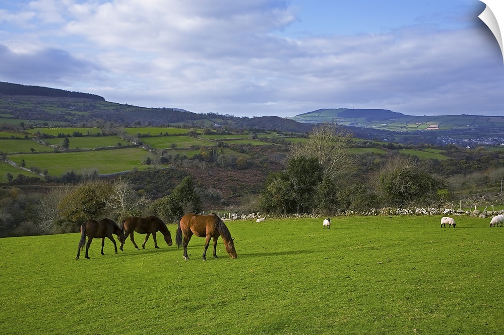 Horses and Sheep in the Barrow Valley, Near St Mullins, County Carlow, Ireland