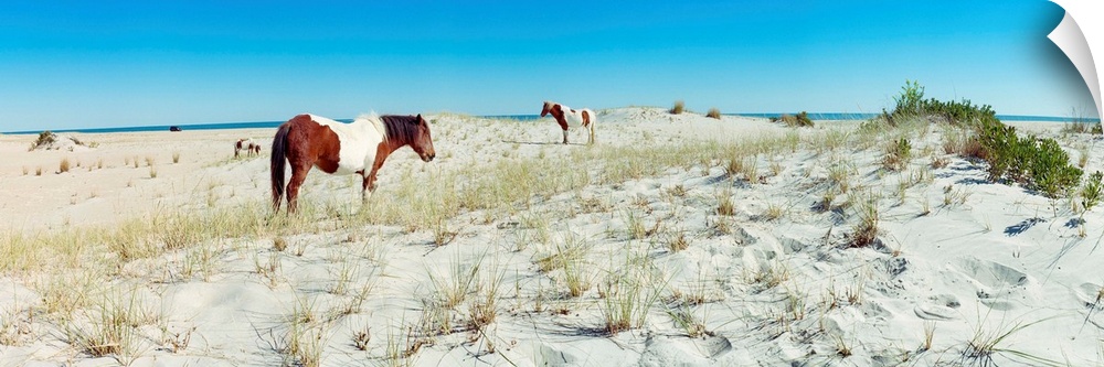 Horses grazing on beach, assateague island, delmarva peninsula, maryland, USA.