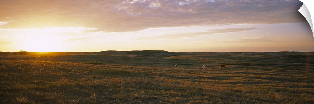 Horses in a field at sunset, North Dakota