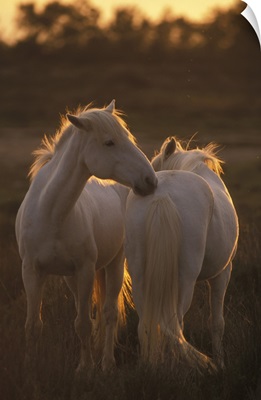 Horses of Camargue