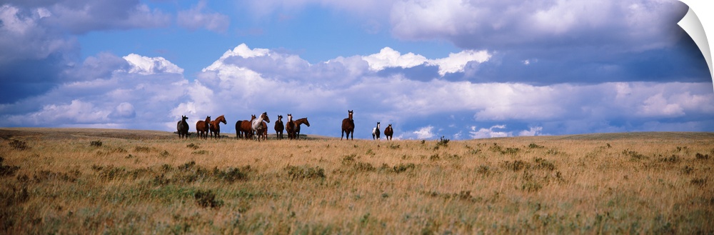 Horses on a landscape East Glacier Park Glacier County Montana
