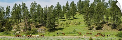 Horses on roundup, Billings, Montana
