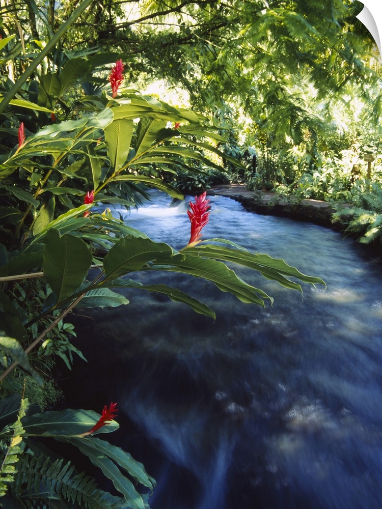 Hot Spring flows through a lush green tropical forest.