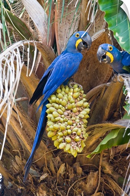 Hyacinth macaws Anodorhynchus hyacinthinus eating palm nuts Three Brothers River Meeting of the Waters State Park Pantanal Wetlands Brazil