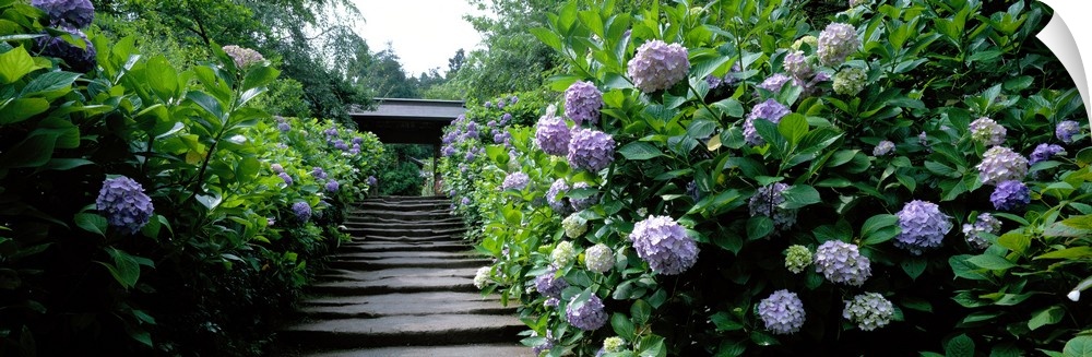 Panoramic photograph of stairway in garden lined with dense greenery and flowers.
