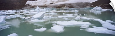 Ice floes floating in water, Angel Glacier, Mt Edith Cavell, Jasper National Park, Alberta, Canada