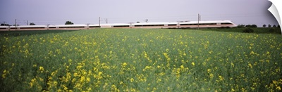 ICE Train passing through oilseed rape (Brassica napus) field, Baden-Wurttemberg, Germany