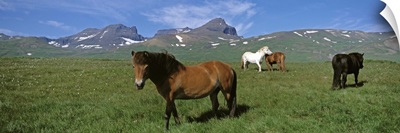 Iceland, Borgarfjordur, Dvrfioll Mountain, Horses in a meadow